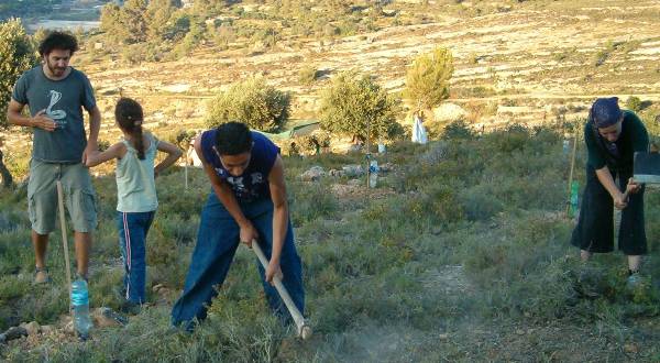 Working together on Abed's land © by Dhyan, 21 Jun 2007