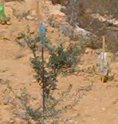 Young Olive Tree