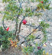 Young Pomegranate Tree